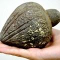 Recuperada granada de mano medieval junto a otros antiguos objetos hallados en aguas de Israel