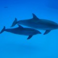 Las madres delfín cantan el nombre a sus crías antes de nacer