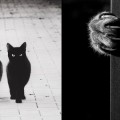 Las misteriosas vidas de los gatos captadas en blanco y negro