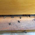 Millones de abejas muertas tras fumigación contra el Zika en Carolina del Sur (ING)