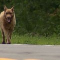 Bruno, el perro que pasea 6 kms al día todos los días para visitar a sus vecinos (Eng)