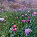 España, segundo lugar en producción de la amapola de opio