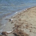 Aparecen cientos de peces muertos en La Manga del Mar Menor