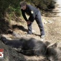 El oso hallado muerto en Moal había recibido un disparo