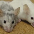Desarrollan embriones viables a partir de esperma de ratones sin necesidad de óvulos