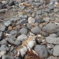 Gran Canaria: Matan a tres cachorros de perros arrojándolos al Barranco Real de Telde