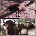 Encuentran decapitado al macho alfa de los bisontes de la Reserva de Valdeserrillas y desaparecen tres ejemplares