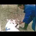 El maltrato animal más espantoso, a juicio