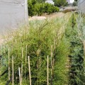 La investigación española sobre cipreses cortafuegos acabará en plantas de jardín
