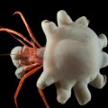 Primera evidencia de microplásticos en animales del fondo marino
