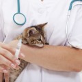 El Congreso acuerda rebajar IVA de los servicios veterinarios del 21 al 10%