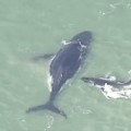 Una desesperada cría de ballena intenta desencallar a su madre de la arena