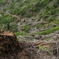 El paisaje del aceite de palma: los impactos medioambientales de un gran monocultivo