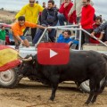 Cuatro pueblos de Guadalajara, denunciados por maltratar toros con vehículos en sus fiestas