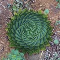 Fotos de plantas geométricas para los amantes de la simetría