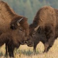 Imputado el director técnico de la reserva valenciana de Valdeserrillas por dos bisontes decapitados