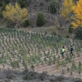 Desmantelada la mayor plantación de marihuana encontrada en Aragón