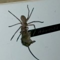 Mientras tanto, en Australia, una araña doméstica se lleva un ratón a su madriguera