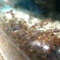 Esto es lo que pasa cuando un enjambre de hormigas de fuego devora una cucaracha preñada