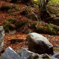 Hayedo del valle de Urbión: rincones de agua y vegetación