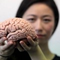 Cambios en los pliegues del cerebro a lo largo de la vida de la persona
