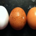 Comer un huevo al día es bueno: así se caen ésta y otras maldiciones de la nutrición