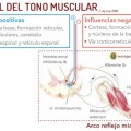 ¿Qué es el tono muscular? hipotonía e hipertonía