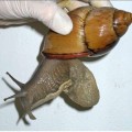 Qué hacer si encuentras el peligroso caracol gigante africano