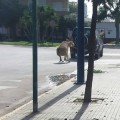 Un burro arrastrado por un vehículo 4×4 en Chipiona (Cádiz)