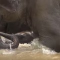 Elefantes adultos salvan a una cría de elefante a punto de ahogarse