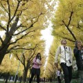 Secuenciado el genoma de la única especie de árbol que sobrevivió a Hiroshima