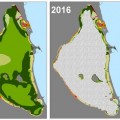 El 85% de las praderas marinas del Mar Menor ha desaparecido desde 2014 por la calidad y turbidez del agua