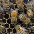 Científicos crean primera abeja robótica que puede polinizar