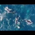 Drone filma impresionantes vistas de una manada de 60 ballenas jorobadas