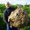 Retiran un nido gigante de avispa asiática de casi 20 kilos en Coirós