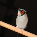 Un pájaro con gafas volando entre láseres revela fallos en la investigación del vuelo (ING)