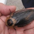 Encuentran 54 cucarachas gigantes de Madagascar en un descampado de Carabanchel