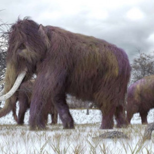 El mamut lanudo entrará a la lista de animales en peligro de extinción