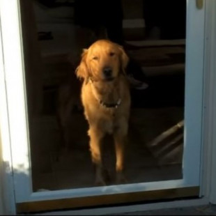 Por qué los perros ven puertas invisibles