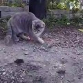 Cuando una gallina le enseña a un gato cómo cazar un ratón