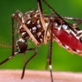 Insecticida experimental capaz de hacer reventar a los mosquitos