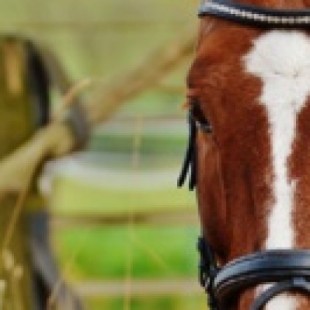 Los caballos piden ayuda a los humanos cuando tienen un problema