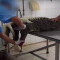 Denuncian con un vídeo el salvaje maltrato al que son sometidos los cocodrilos para hacer bolsos de lujo