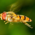 El radar detecta billones de insectos invisibles que emigran por encima de nosotros [EN]