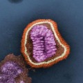 IBM crea una macromolécula capaz de destruir todo tipo de virus desde la gripe al dengue [ENG]