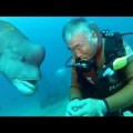 Submarinista visita al mismo pez amistoso durante 25 años