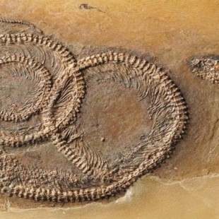 Encuentran fósil "Matrioska" de 48 millones de años