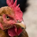 Las gallinas son capaces de razonar por deducción