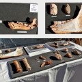 Hallados en Atapuerca nuevos restos fósiles de 400.000 años de antigüedad