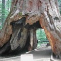 Un temporal derriba la mítica secuoya "Pioneer Cabin Tree"